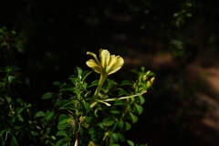 Barleria rotundifolia