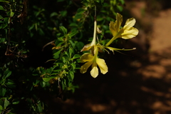 Barleria rotundifolia