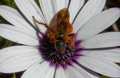 Dasyscolia ciliata
