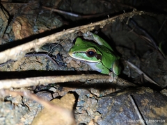 Smilisca cyanosticta