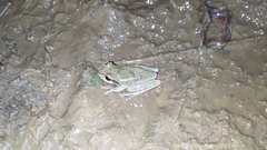 Smilisca cyanosticta