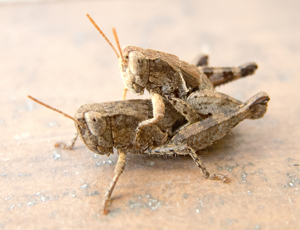 Common Maquis Grasshopper