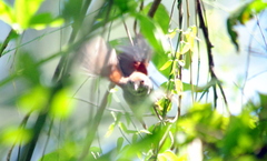 Synallaxis frontalis