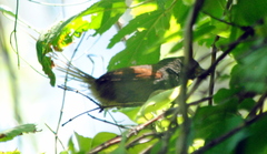 Synallaxis frontalis