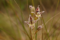 Gladiolus permeabilis