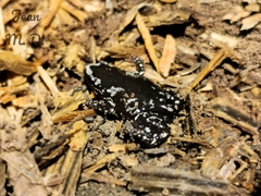 Chiasmocleis albopunctata