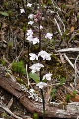 Cynorkis breviplectra