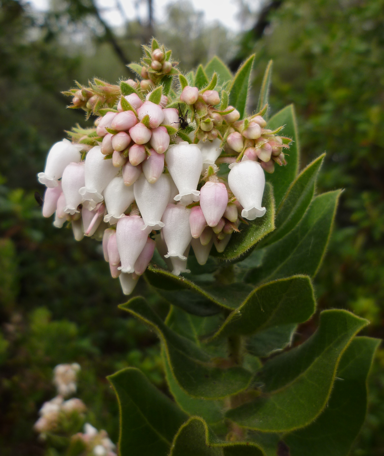 Arctostaphylos regismontana
