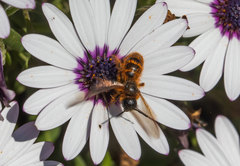 Dasyscolia ciliata