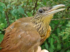 Xiphorhynchus guttatus