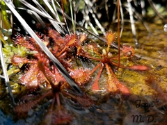 Drosera communis