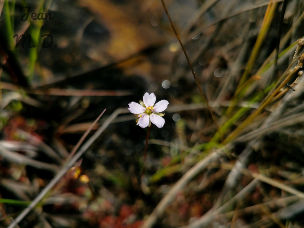 Drosera communis