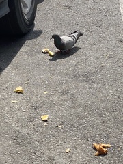 Columba livia