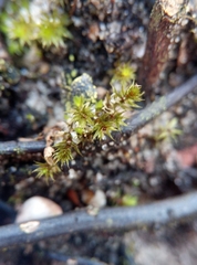 Bryum violaceum