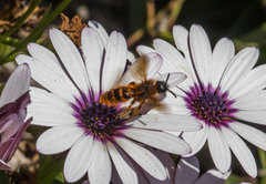 Dasyscolia ciliata