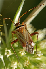 Adelphocoris vandalicus