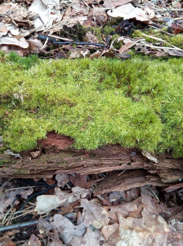 Image of Dwarf Swan-neck Moss by no rights reserved