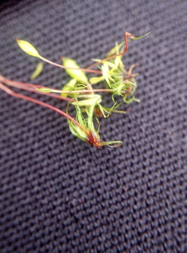 Image of Dwarf Swan-neck Moss by no rights reserved