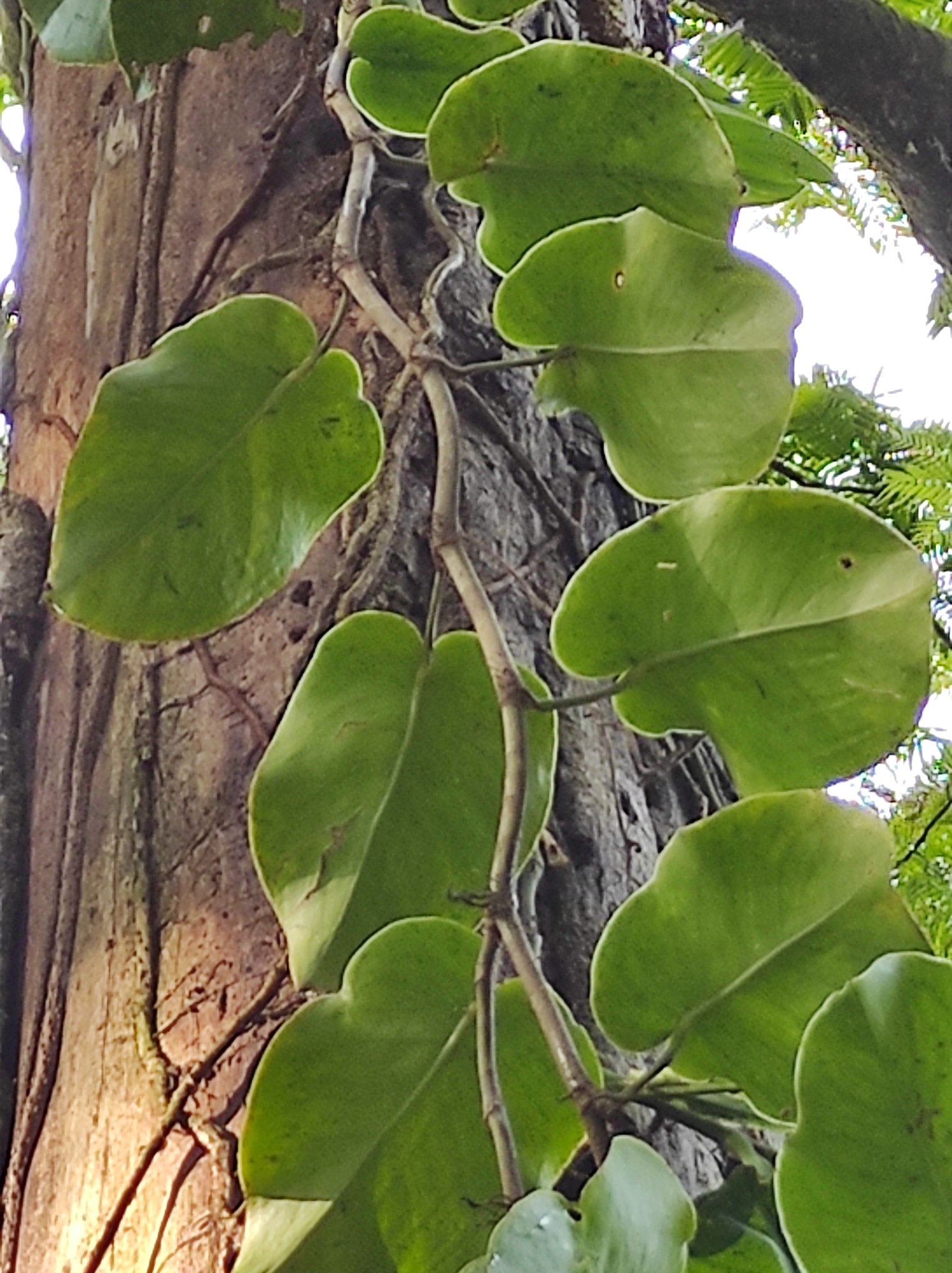 philodendron sp silver Philodendron 'Silver Sword' - 4