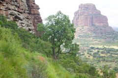 Cussonia natalensis