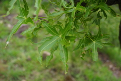 Cussonia natalensis