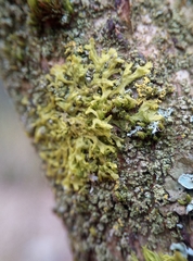 Metzgeria consanguinea