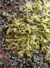 Metzgeria consanguinea