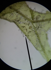 Metzgeria consanguinea
