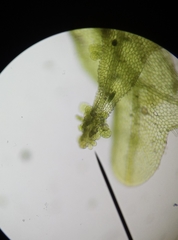 Metzgeria consanguinea
