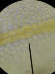 Metzgeria consanguinea