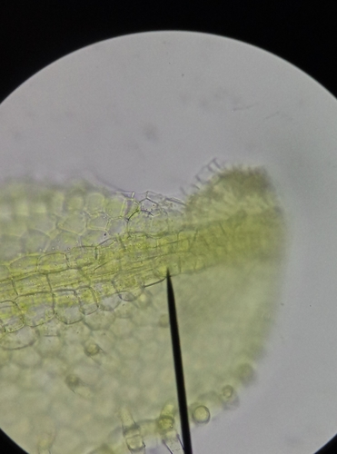 Image of Metzgeria consanguinea by no rights reserved