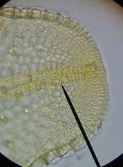 Metzgeria consanguinea
