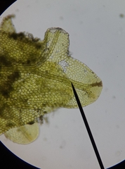 Metzgeria consanguinea