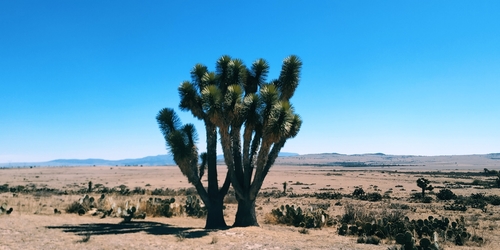 Image of Yucca decipiens by (c) Tereso Hernández Morales, some rights reserved (CC BY)