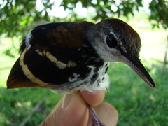 Dichrozona cincta