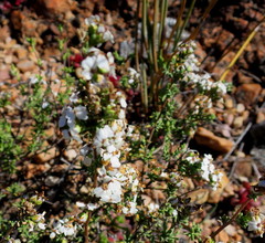 Eriocephalus capitellatus