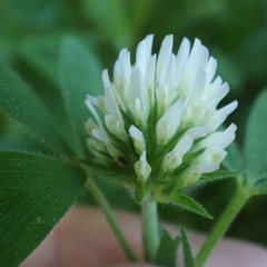 Trifolium squarrosum