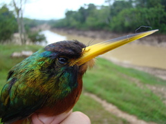 Galbula cyanicollis