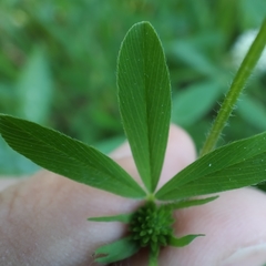 Trifolium squarrosum