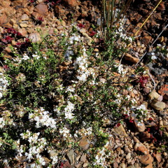Eriocephalus capitellatus
