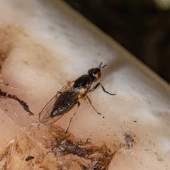 Prochyliza xanthostoma