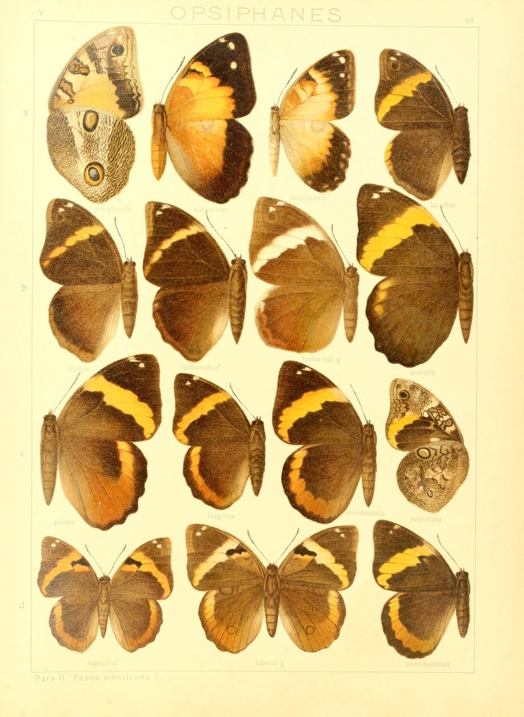 Blepolenis bassus