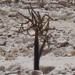 Browningia candelaris