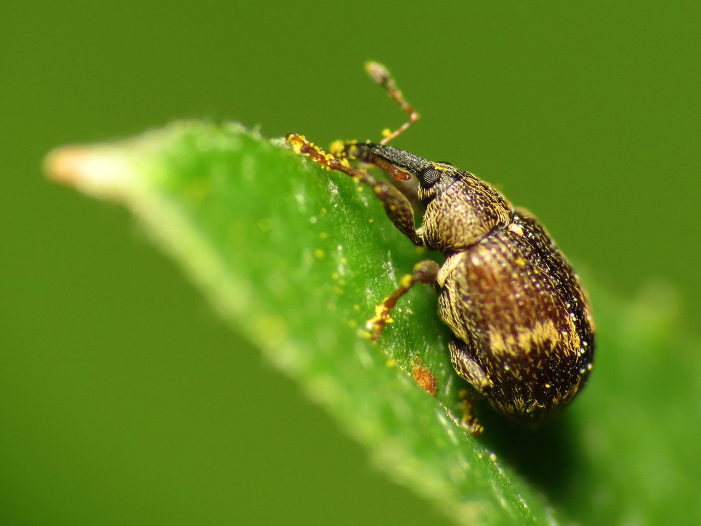 Strawberry Bud Weevil
