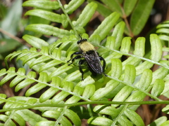 Laphria virginica image