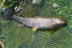 Salmo marmoratus