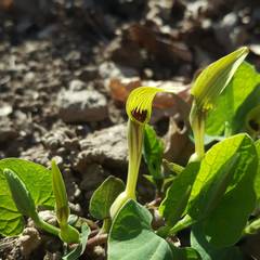 Aristolochia pallida
