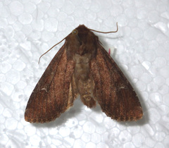 Apamea lateritia