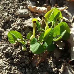 Aristolochia pallida