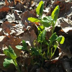 Aristolochia pallida